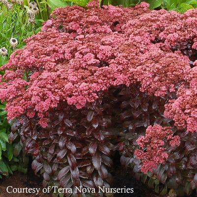 Sedum telephium Dark Magic