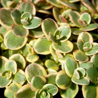 Sedum Lime Twister