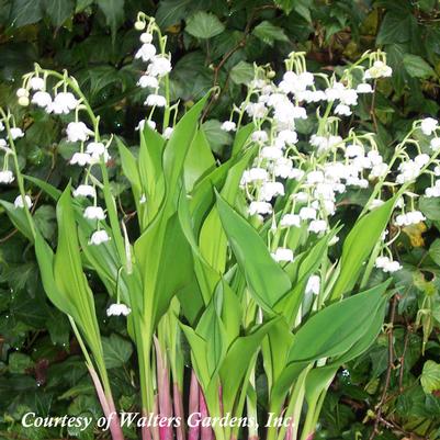 Convallaria majalis Bordeaux