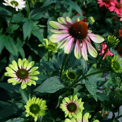 Echinacea purpurea Green Twister