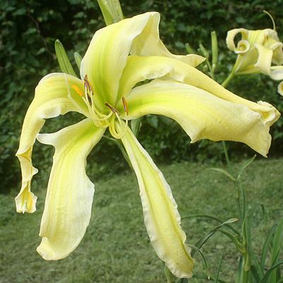 Hemerocallis Heavenly Flight of Angels