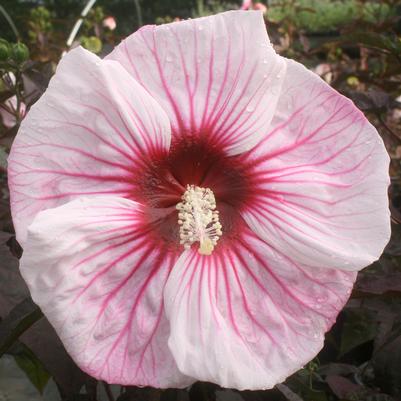 Hibiscus moscheutos Cherry Choco Latte