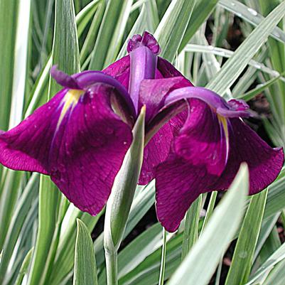 Iris ensata Variegata