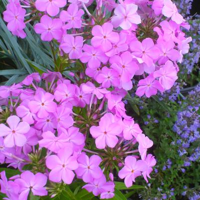 Phlox hybrid Rose Bouquet