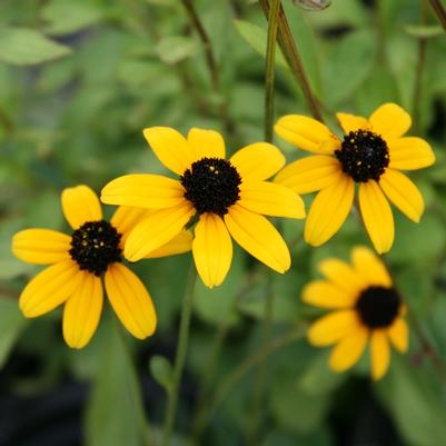 Rudbeckia triloba 