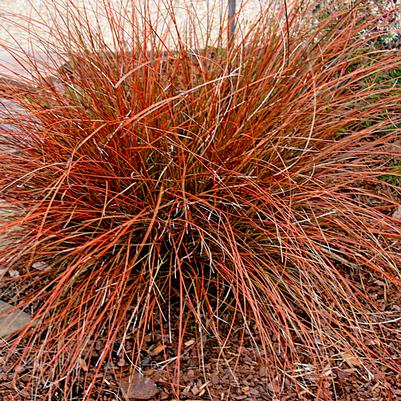 Carex tenuiculmis Cappuccino