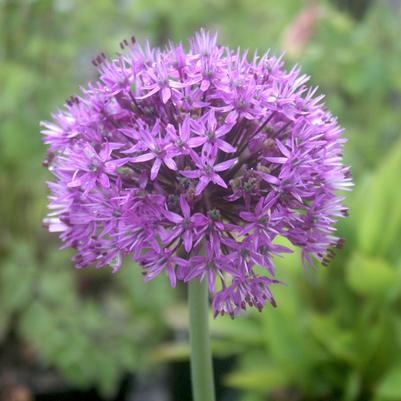 Allium aflatunense Purple Sensation