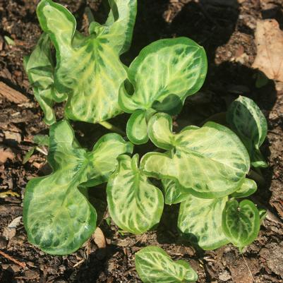 Arum italicum Pamela Harper