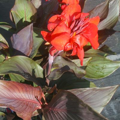 Canna generalis Cannova Bronze Scarlet