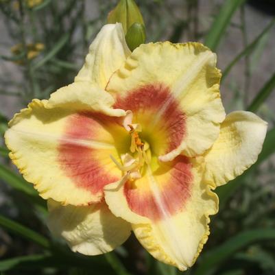 Hemerocallis Monterrey Jack