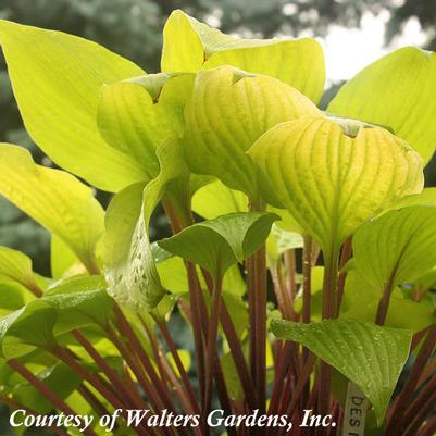 Hosta Designer Genes