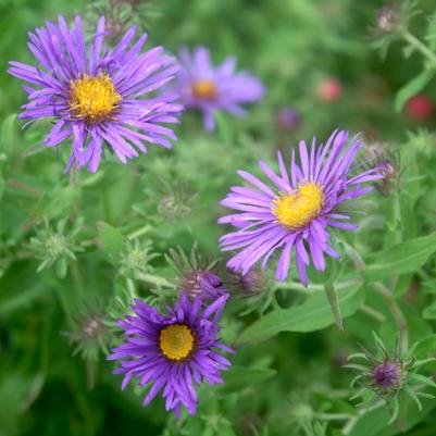 Aster (Symphyotrichum) novae-angliae 