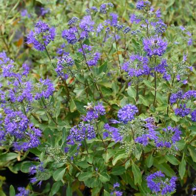 Caryopteris clandonensis Dark Knight