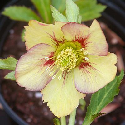 Helleborus Tropical Sunset