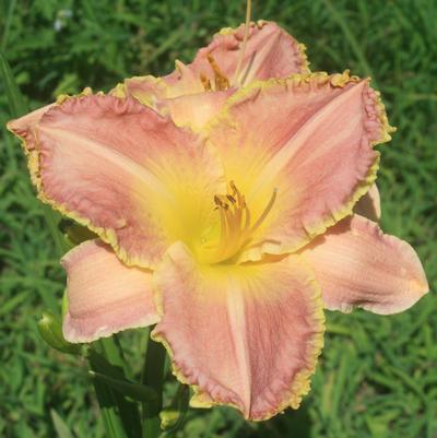 Hemerocallis Judy Judy