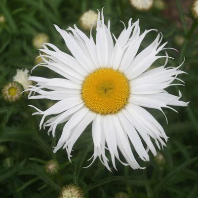Leucanthemum maximum Sweet Daisy Cher