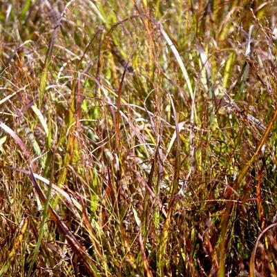 Panicum virgatum Purple Tears