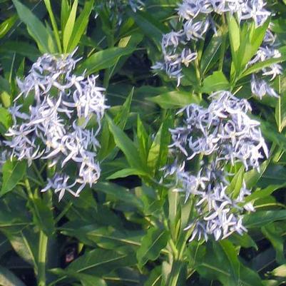 Amsonia tabernaemontana Grande