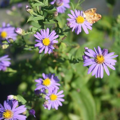 Aster (Symphyotrichum) laevis 