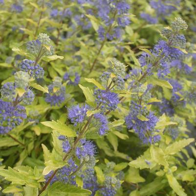 Caryopteris clandonensis Gold Crest