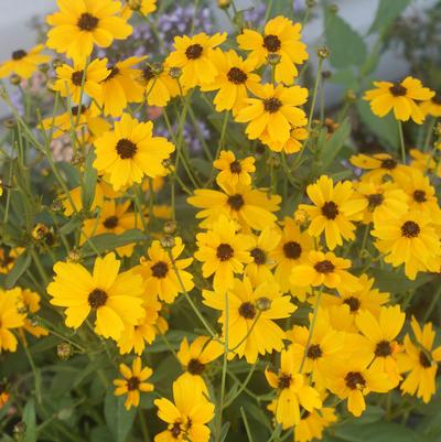 Coreopsis palustris Summer Sunshine