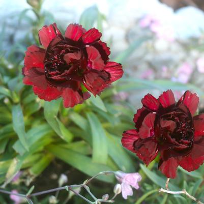 Dianthus Oscar Dark Red
