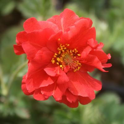 Geum flora plena Blazing Sunset