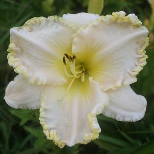 Hemerocallis Marque Moon