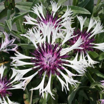 Centaurea montana Amethyst in Snow