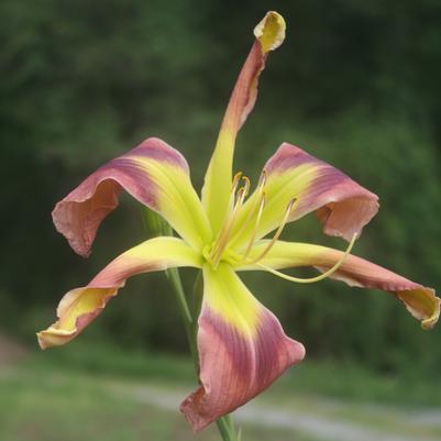 Hemerocallis Rosemary Whitacre