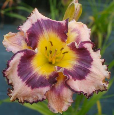 Hemerocallis Sound of My Heart