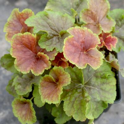 Heuchera Happy Flames