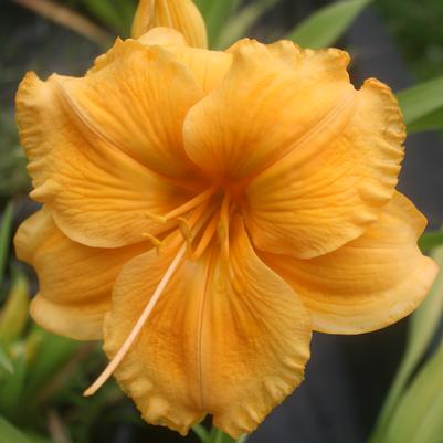 Hemerocallis Golden Hibiscus