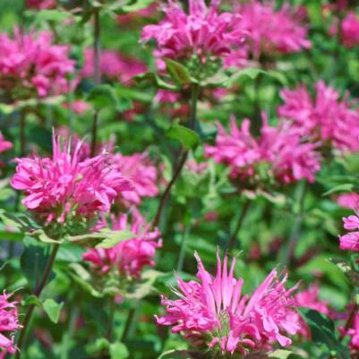 Monarda didyma Balmy Pink