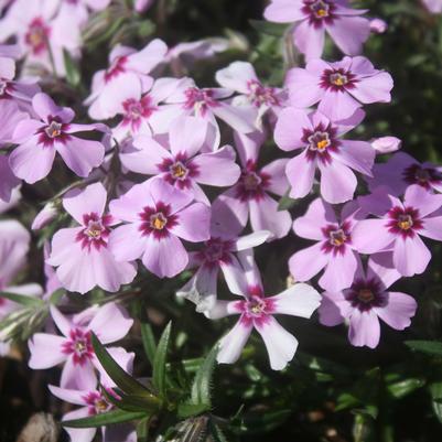 Phlox subulata Eye Candy