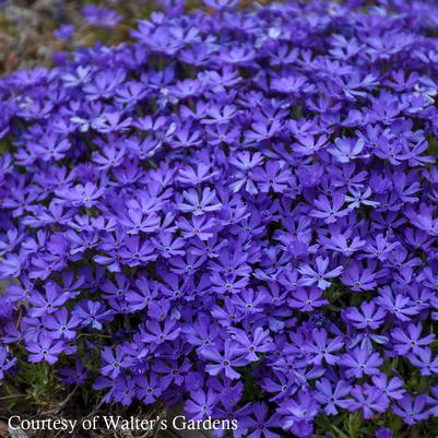 Phlox subulata Violet Pinwheels