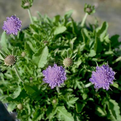 Scabiosa columbaria Blue Note