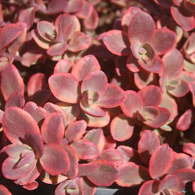 Sedum Wildfire