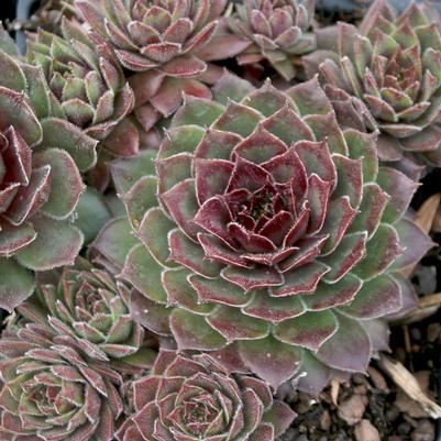 Sempervivum Kalinda