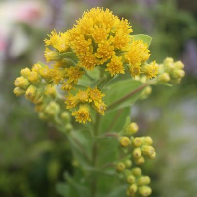 Solidago rigida sub. humilis Golden Rockets