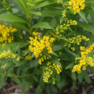 Solidago canadensis Little Miss Sunshine