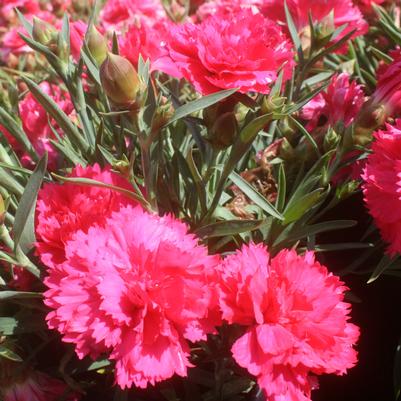 Dianthus caryophyllus Allura Red