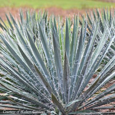 Yucca filamentosa Excalibur