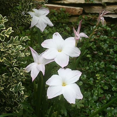 Zephyranthes drummondii Big Dude