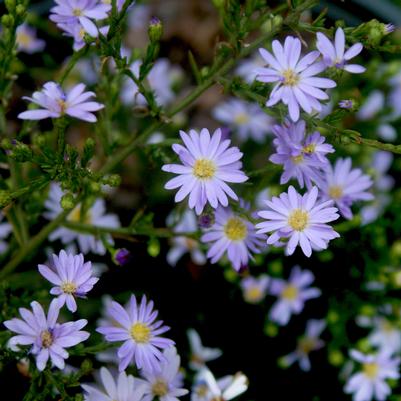 Aster (Symphyotrichum) azureus 