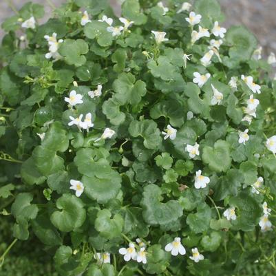 Cymbalaria pallida Albiflora