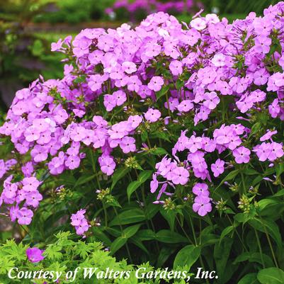 Phlox Fashionably Early Princess