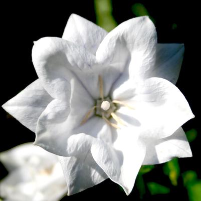 Platycodon grandiflorus Hakone Double White