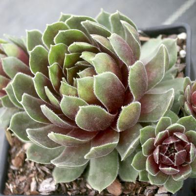 Sempervivum Ruby Heart