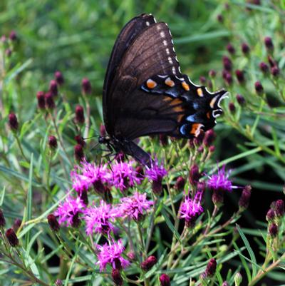 Vernonia lettermannii Summer Swan Song